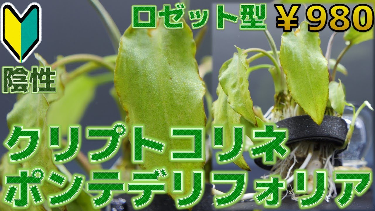 クリプト ブラッシー