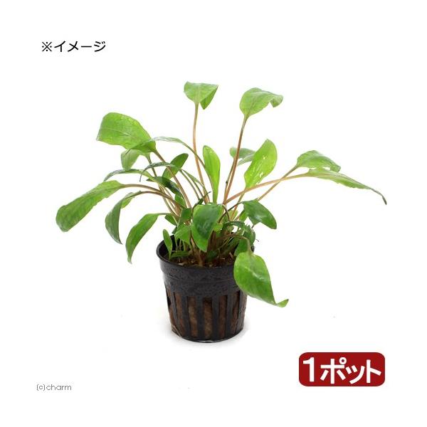 クリプト ペッチー