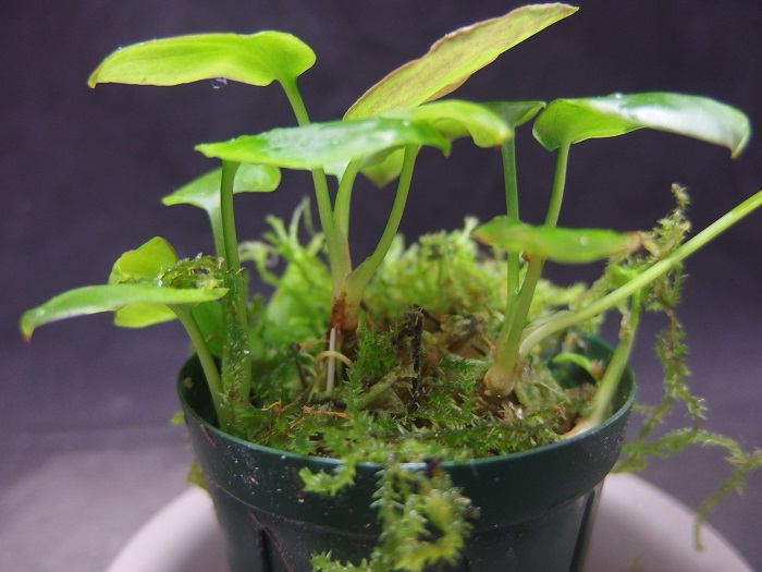 クリプト ポンテデリフォリア