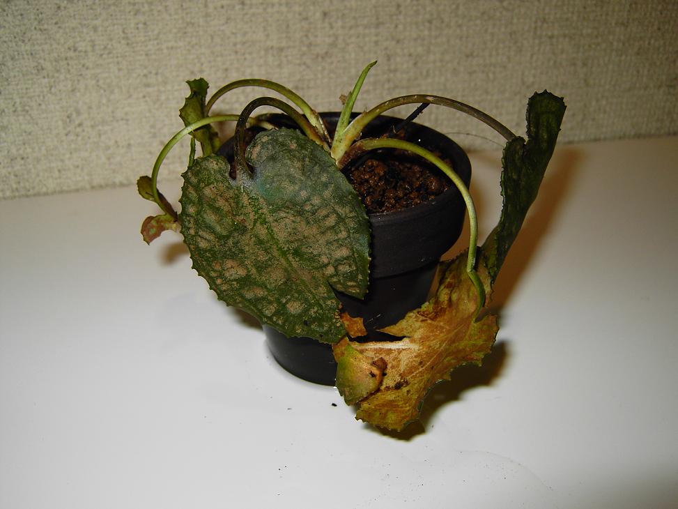 クリプト ロンギカウダ SINGKEP