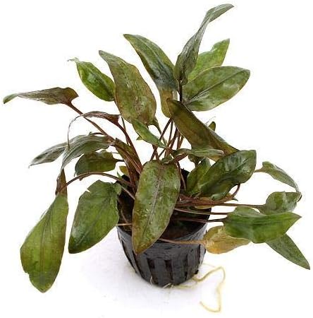 クリプト ワルケリー