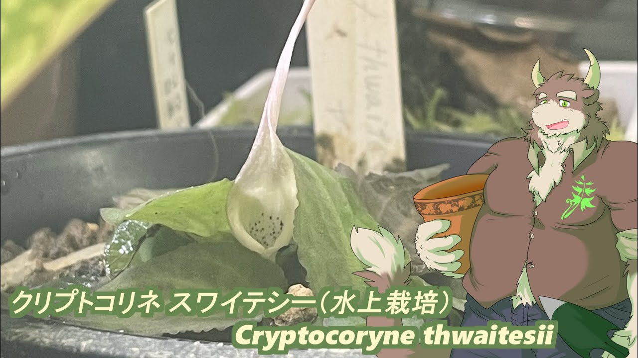 クリプトスワイテシー 'kirindoya Brown'