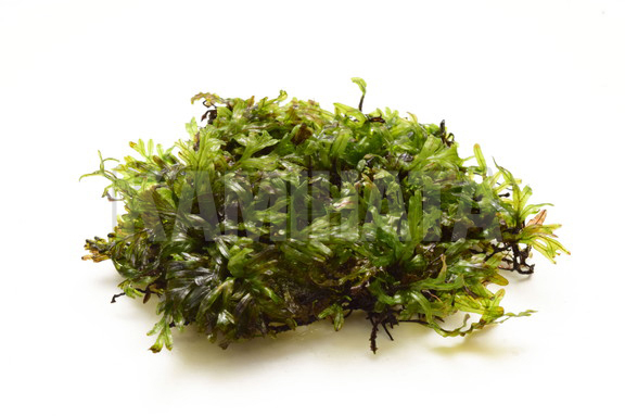 クレピドマネス アウリクラータム