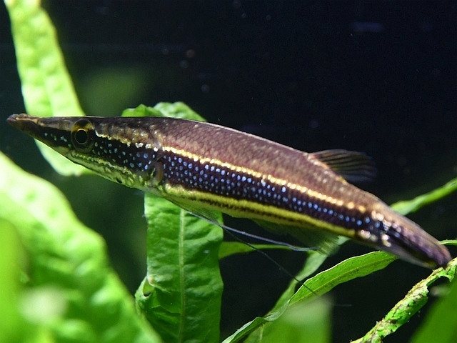 クロコダイルファン