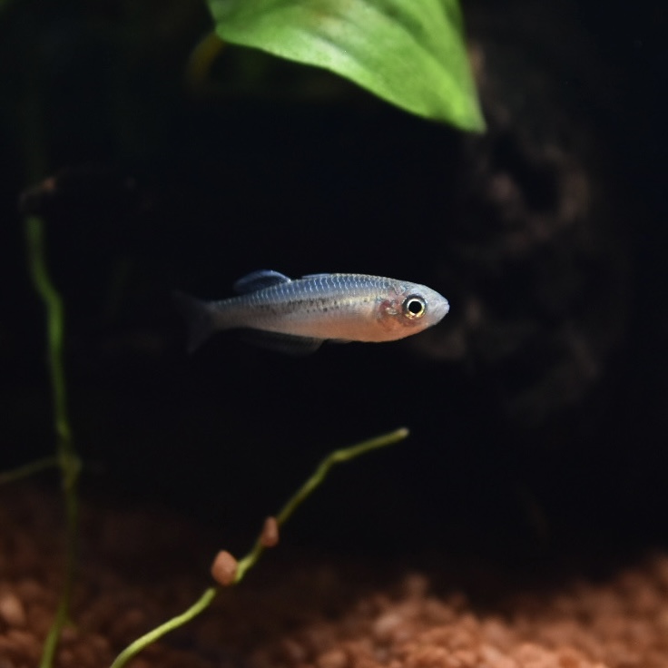 グラティオラ ヴィスキデューラ