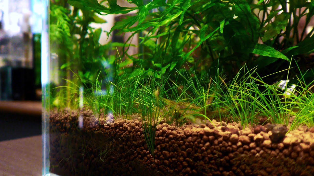 グリーンファン sp. ベリーショート