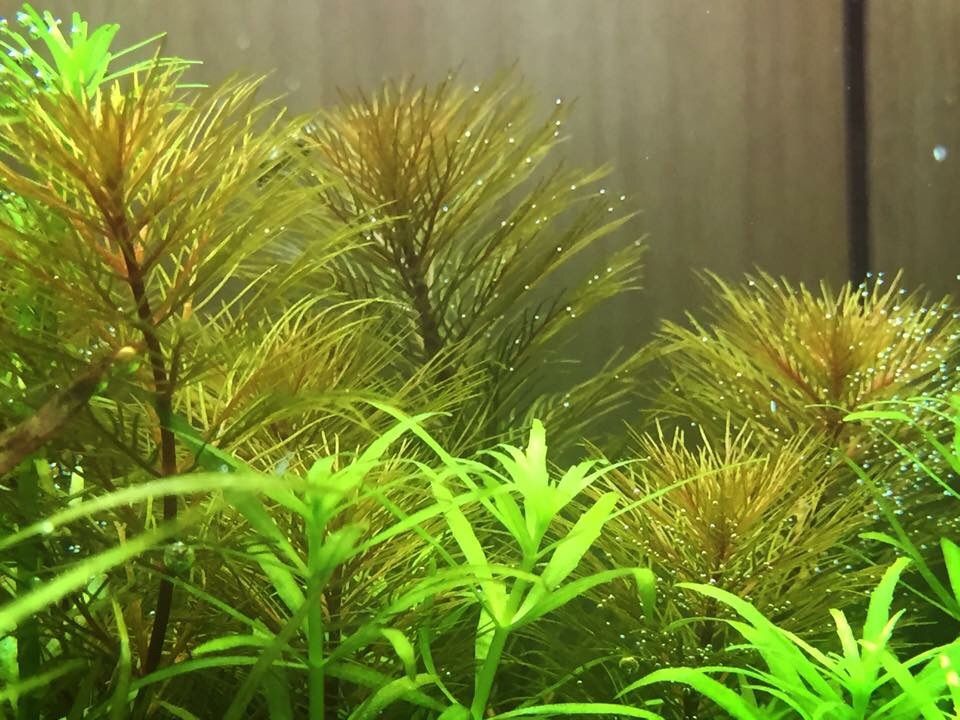 グリーンミリオフィラム