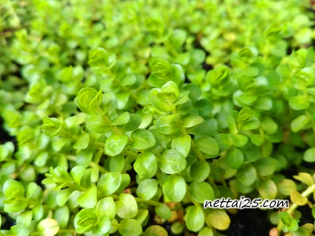 グリーンロタラ