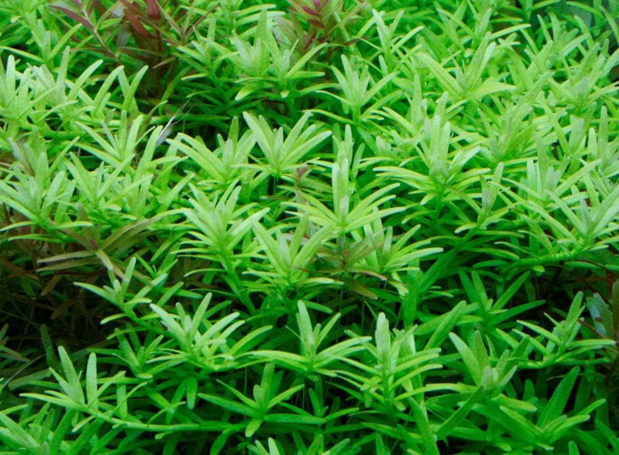 グリーンロターラ