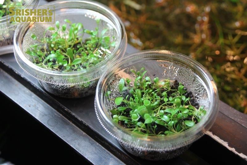 グロッソスティグマ プラチナム