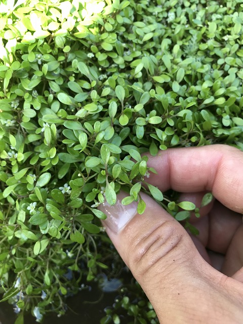 グロッソスティグマ