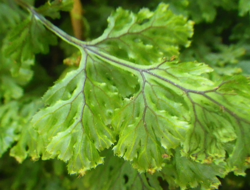 コウヤコケシノブ