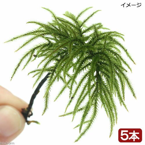 コウヤノマンネングサ