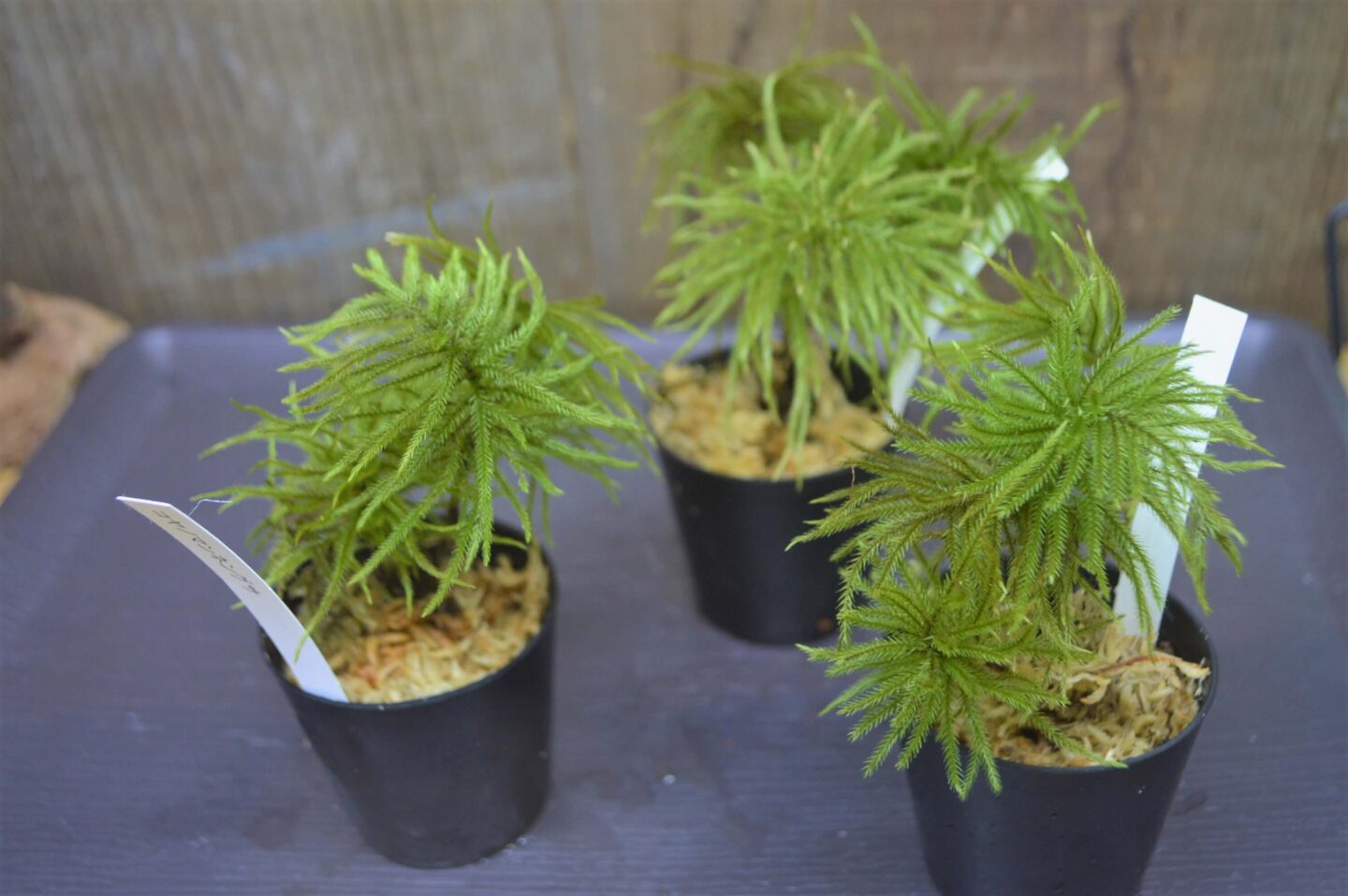 コウヤノマンネングサ