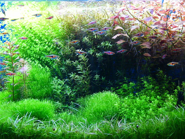 コケ（コケリウム）