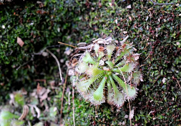 コモウセンゴケ