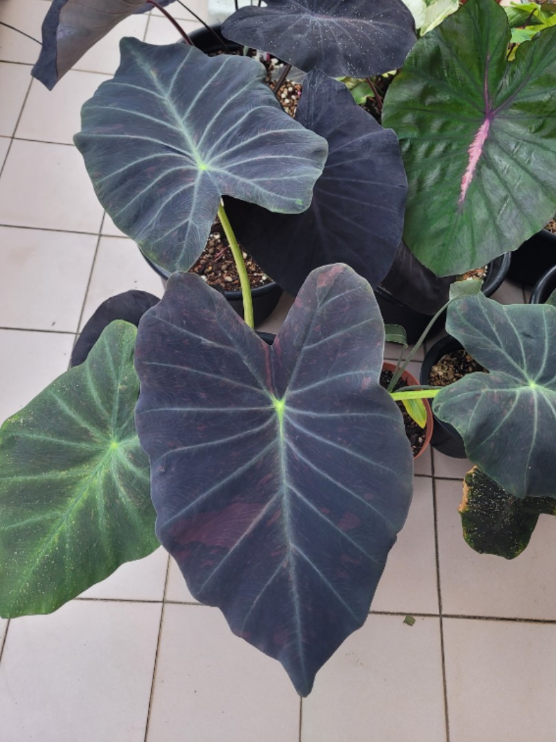 コロカシア 'Midnight Bride'