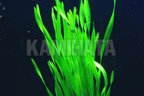 コークスクリュー バリスネリア