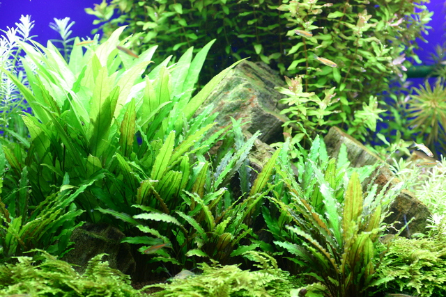 コークスクリューバリスネリア