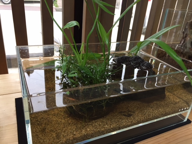 ゴールデンネサエア