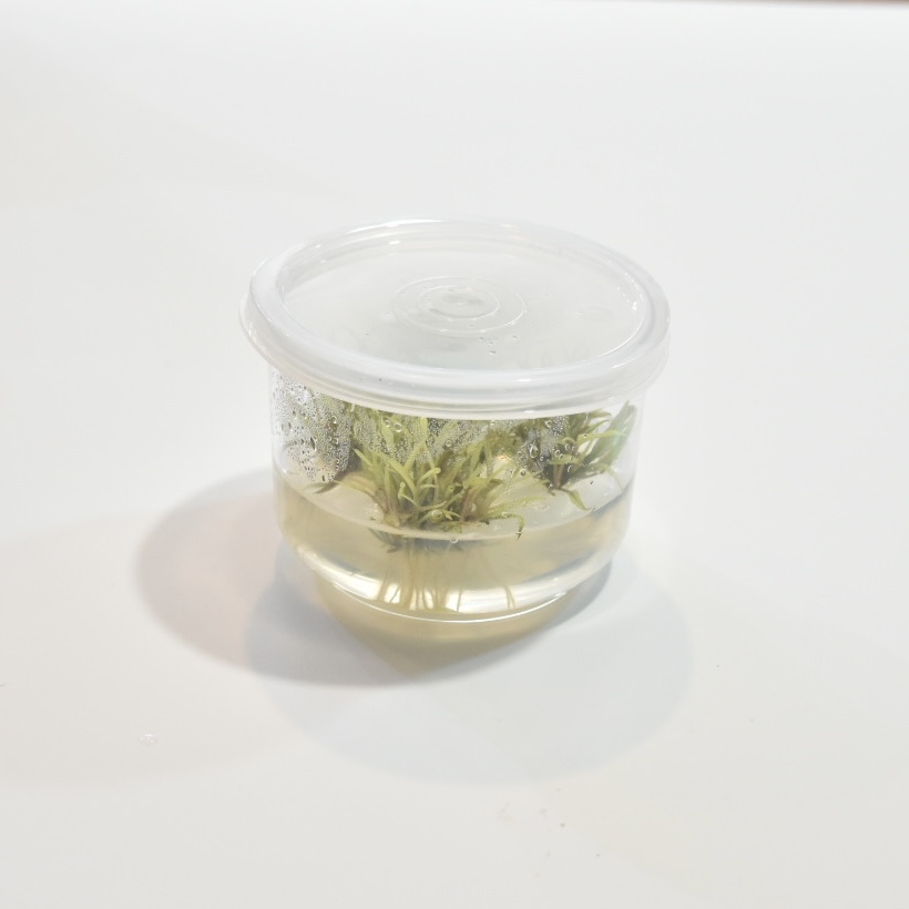 サジタリア クラッシュドアイス