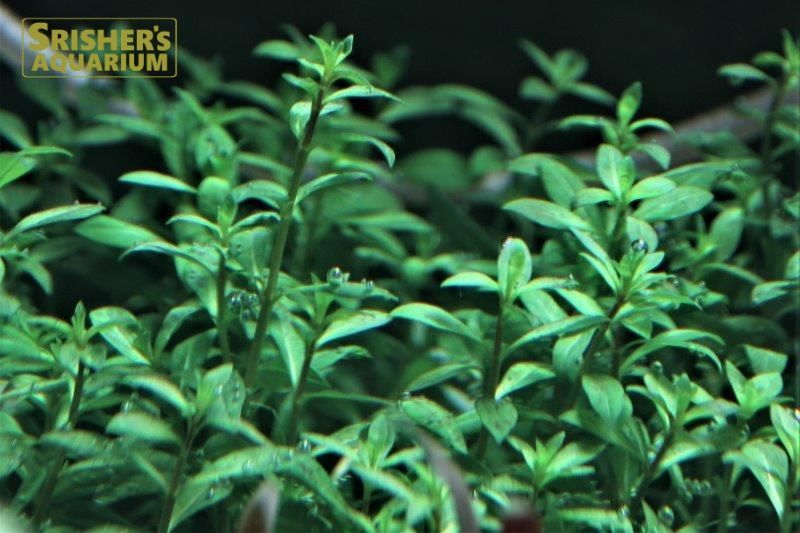 サジタリア スブラータ ニードルリーフ