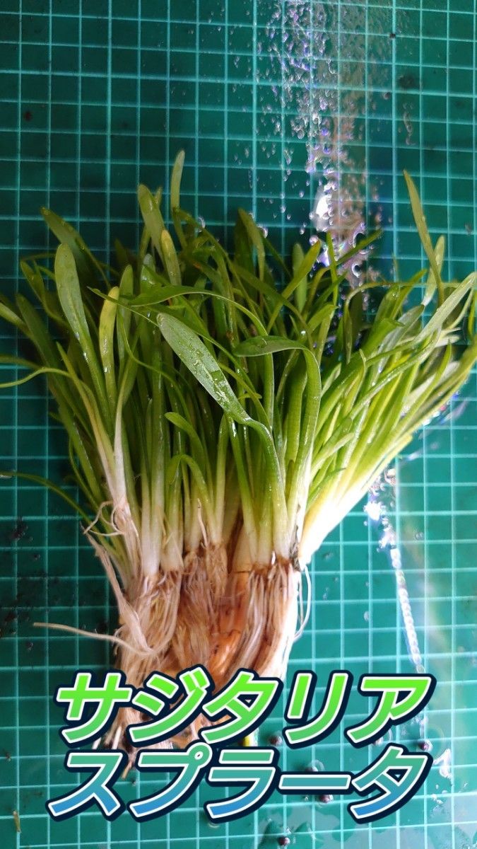 サジタリア スブラータ