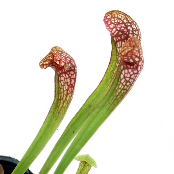 サラセニア