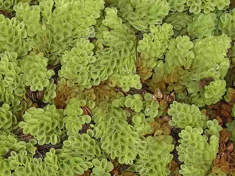 サルビニア ナタンス オオサンショウモ