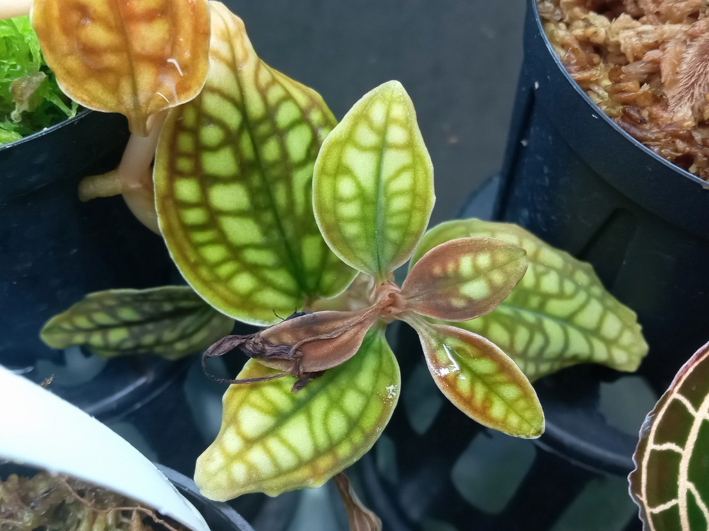 シストーチス バリエガータ