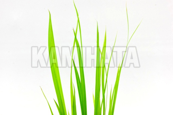 シペルス ヘルフェリー