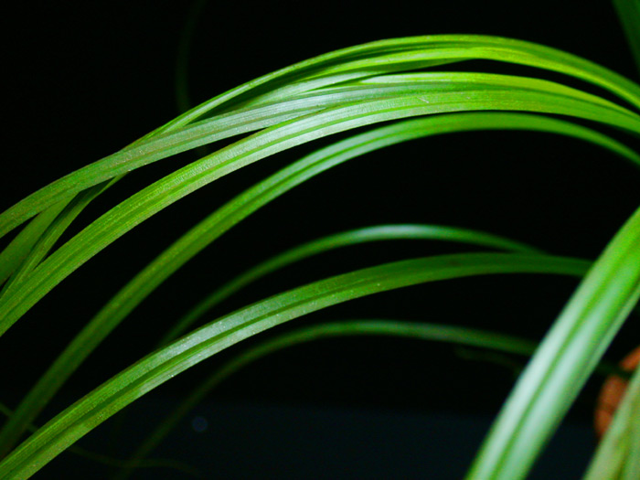 シペルス ヘルフェリ