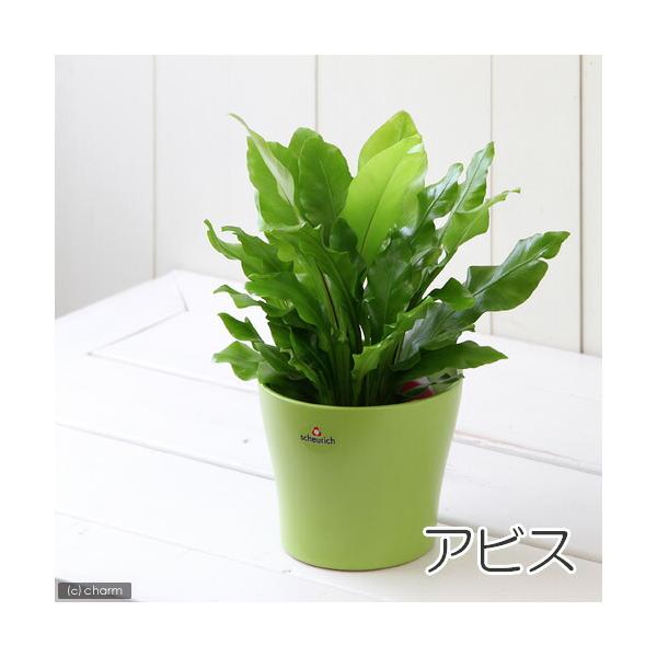 シマオオタニワタリ 'アビス'