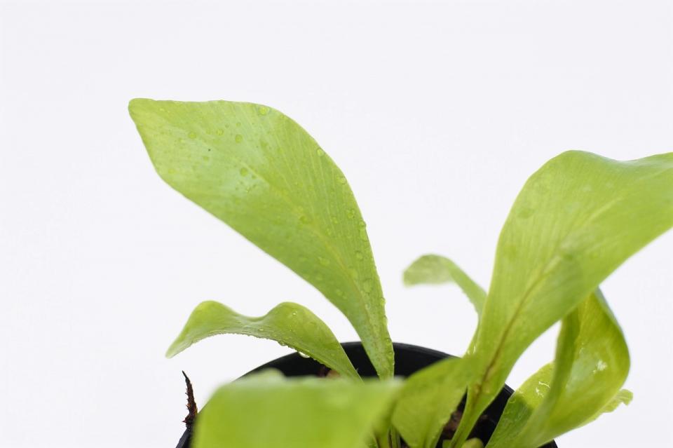 シマオオタニワタリ 'アビス'