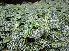 シロアミメグサ