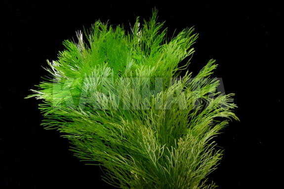 ジャイアント アンブリア