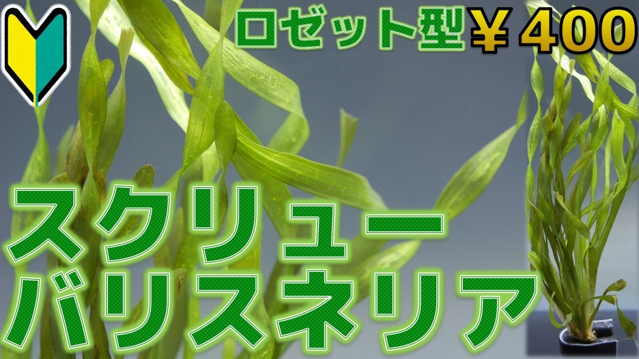 ジャイアントコークスクリューバリス