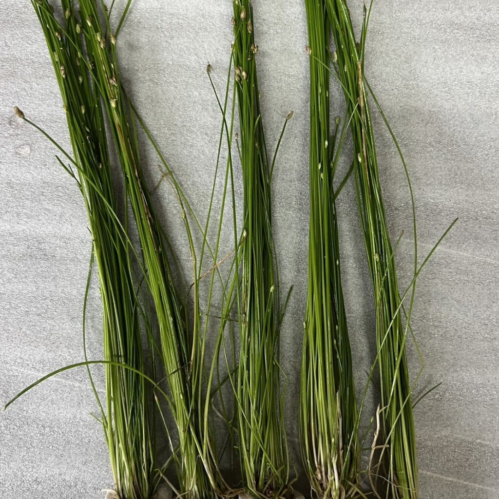 ジャイアントヘアグラス