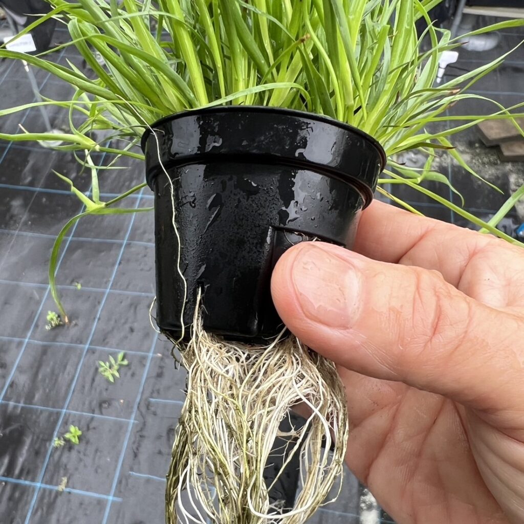 ジュンクス レペンス