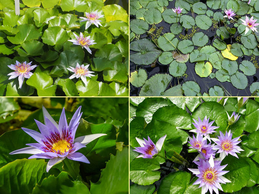 スイレン コロッセア