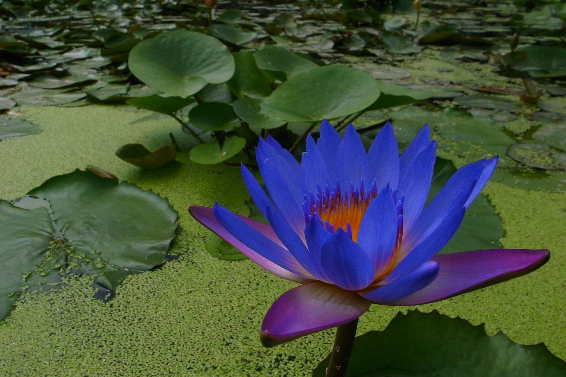 スイレン ジェームスブライドン