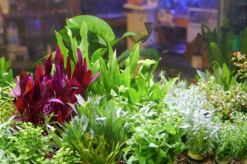 スイレン プラカイサッド