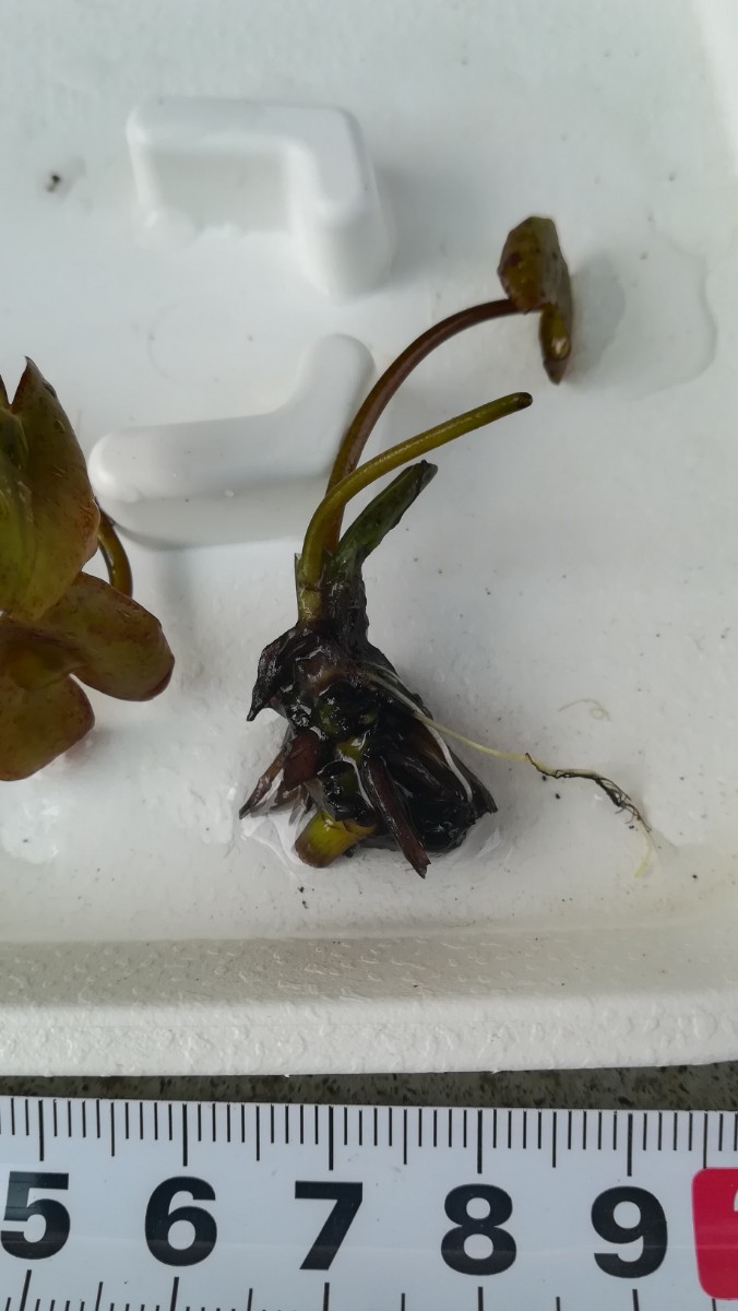 スイレン メキシカーナ ザッカリーニ