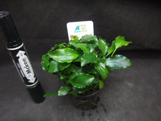 スキスマグロッティス プリエトイ