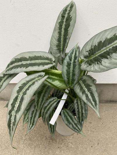 スキスマトグロッティス アントゥ