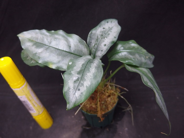 スキスマトグロッティス テクチュラータ