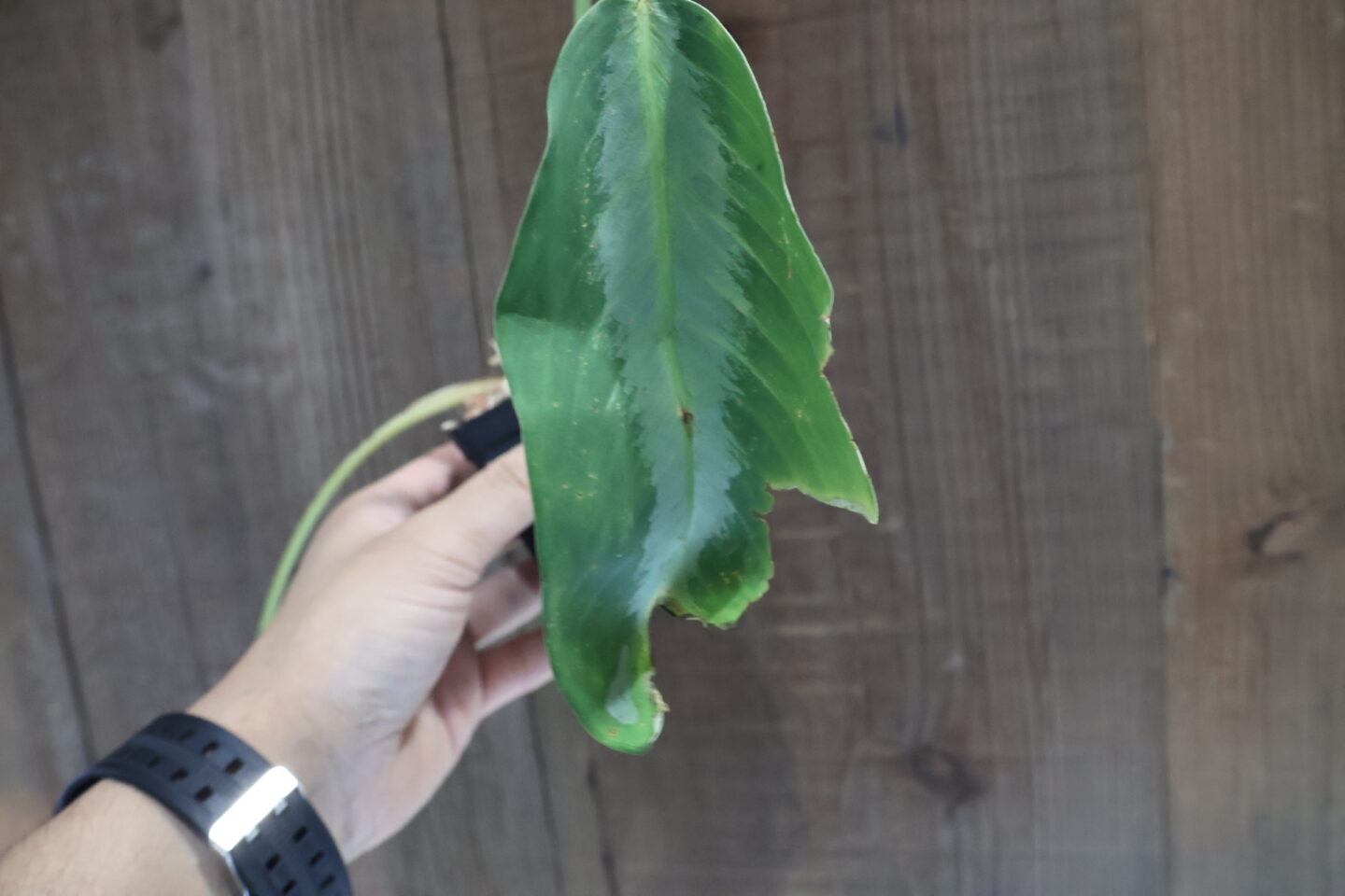 スキスマトグロッティス プセウドハッチ Chevron