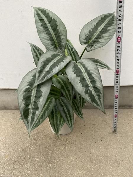 スキスマトグロッティス ヘンドリキー