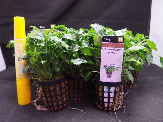 スキスマトグロッティス ロウイアエ