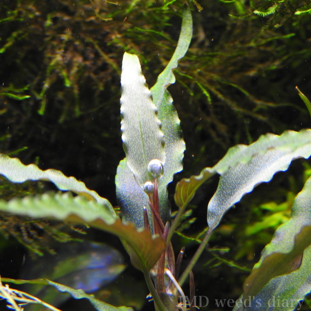 スキスマトグロッティス ロゼオスパサ